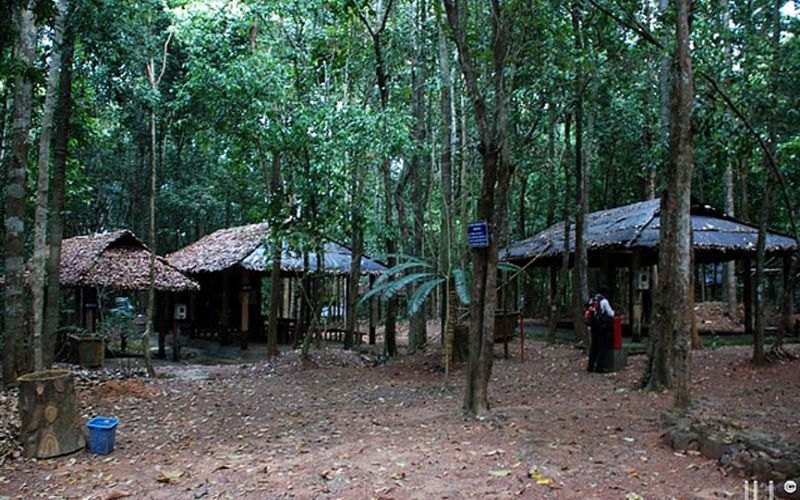 Rừng cao su tươi xanh Bắc Tân Uyên