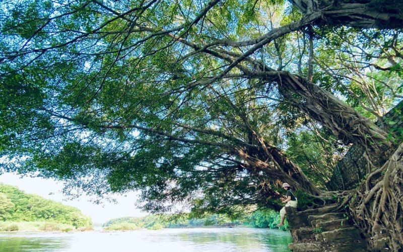 Cây cổ thụ bên sông Bắc Tân Uyên